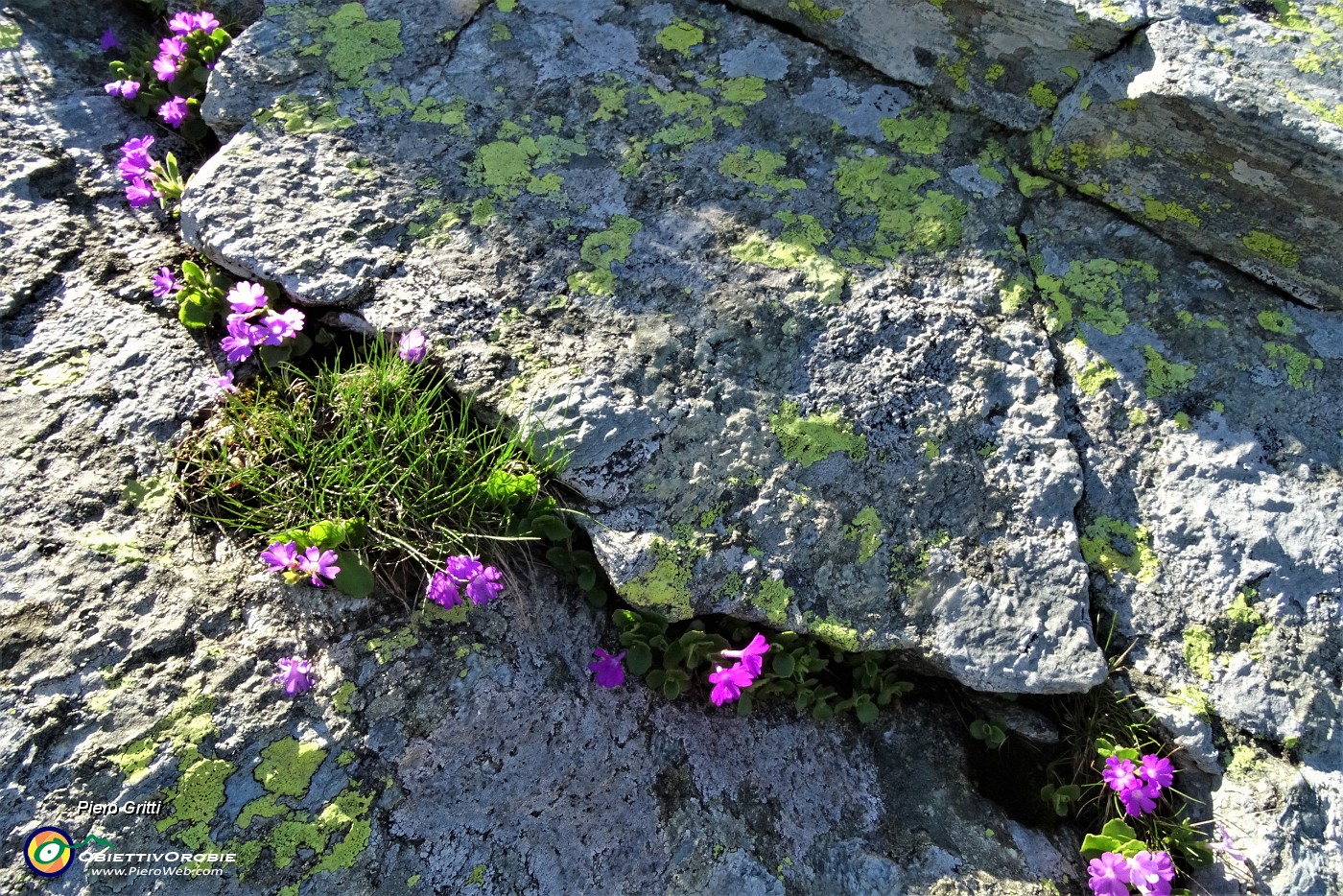 28 Primula irsuta (Prmula hirsuta) nelle fenditure delle rocce.JPG